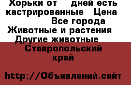   Хорьки от 35 дней есть кастрированные › Цена ­ 2 000 - Все города Животные и растения » Другие животные   . Ставропольский край